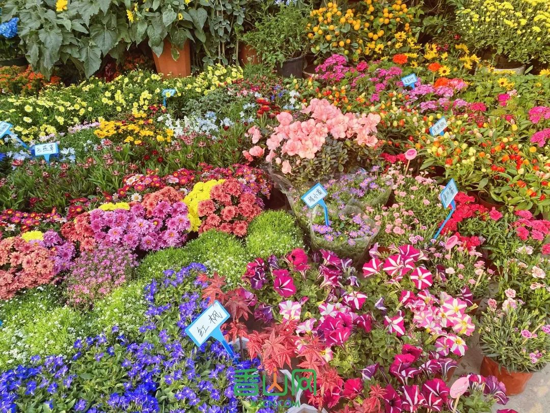 珠海花卉市场批发市场_珠海市花卉批发市场_珠海花卉市场哪里便宜