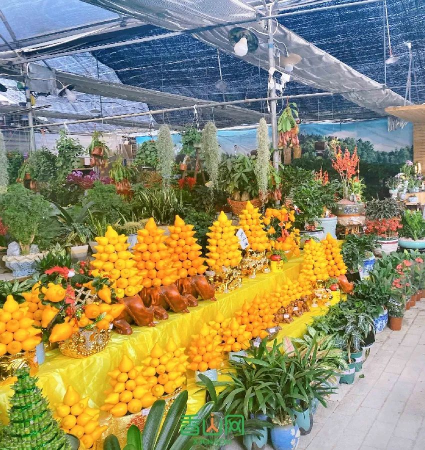 珠海花卉市场哪里便宜_珠海花卉市场批发市场_珠海市花卉批发市场