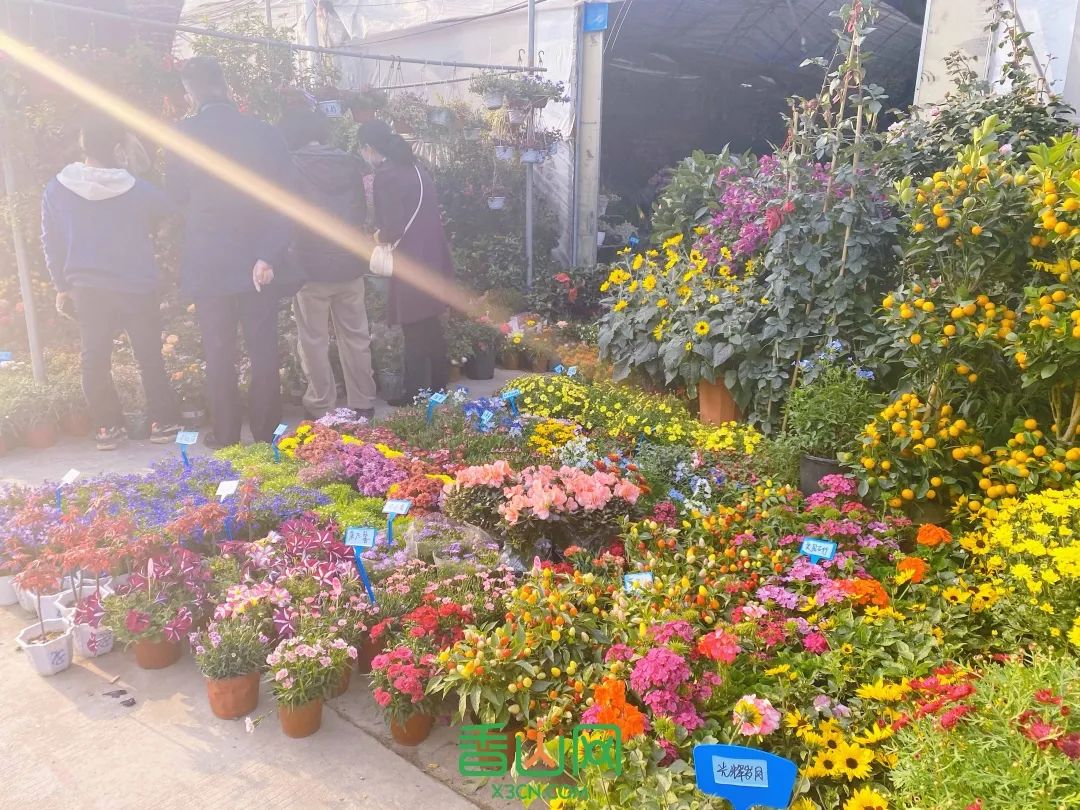 珠海花卉市场哪里便宜_珠海市花卉批发市场_珠海花卉市场批发市场