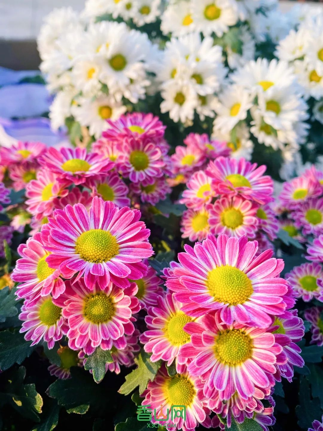 珠?；ɑ苁谐∨⑹谐珠?；ɑ苁谐∧睦锉阋薩珠海市花卉批发市场