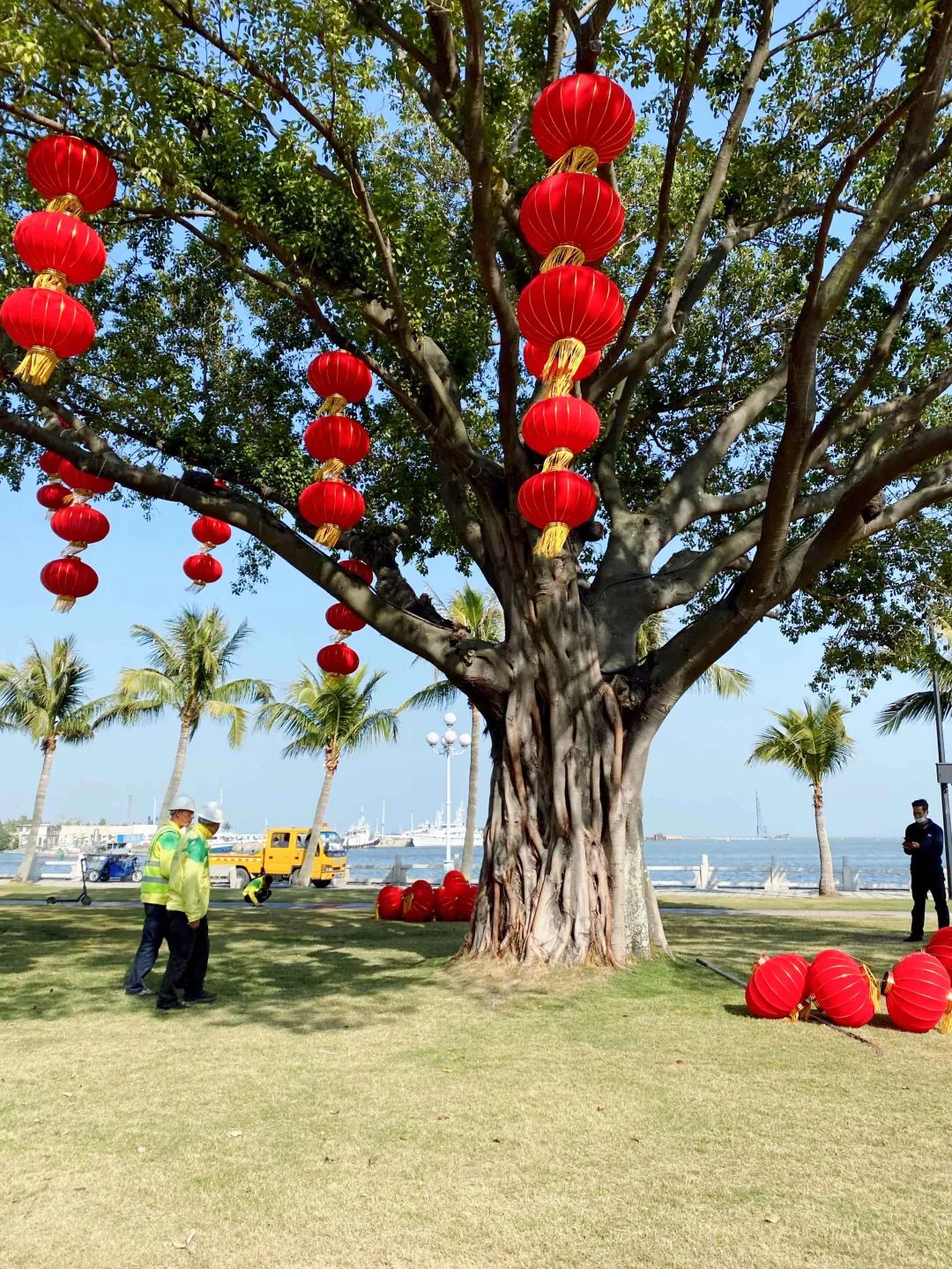 珠海市花卉批发市场_珠海花卉市场哪里便宜_珠海花卉市场批发市场