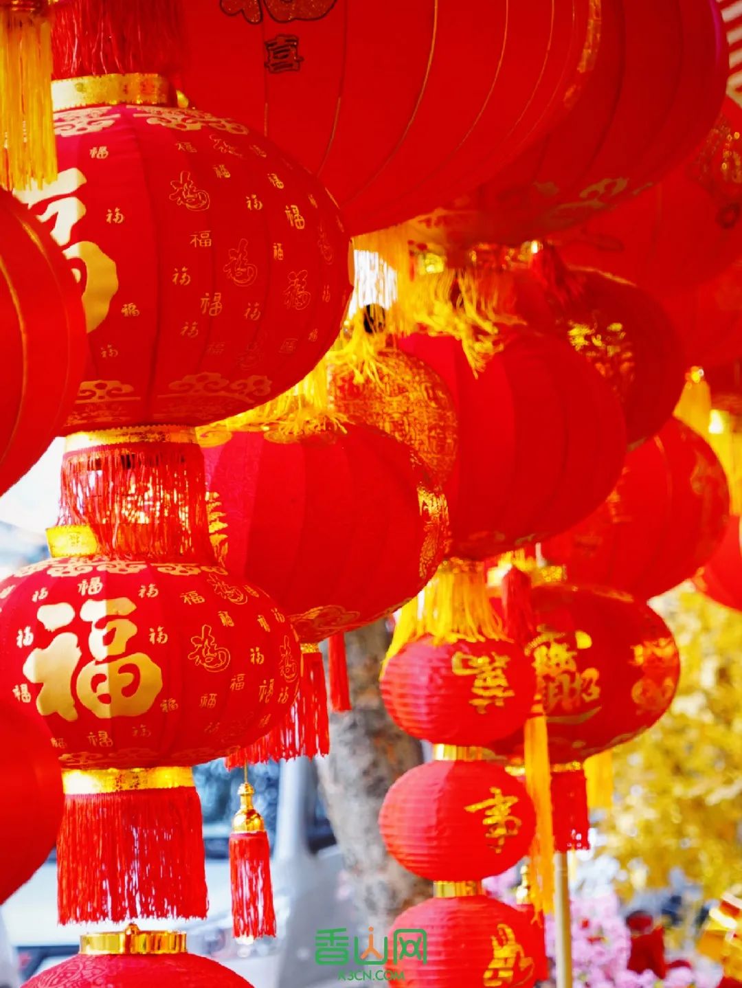 珠海市花卉批发市场_珠海花卉市场批发市场_珠海花卉市场哪里便宜
