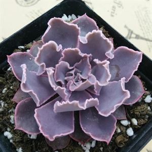 多肉海琳娜_多肉植物海琳娜_多肉海琳娜好养吗
