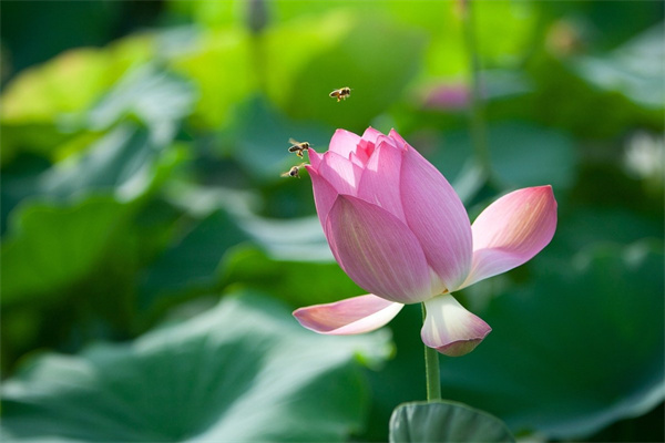 给护士送什么花合适(给护士送什么花好)