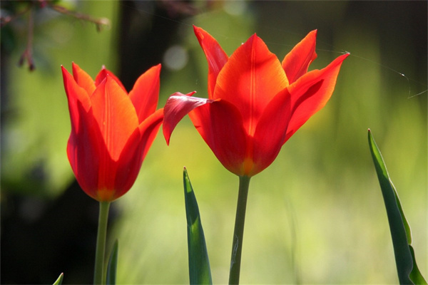 月季花盆栽批发(盆栽月季批发价格)