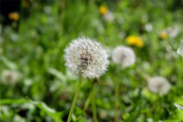 用缎带做玫瑰花(缎带做玫瑰花教程视频)