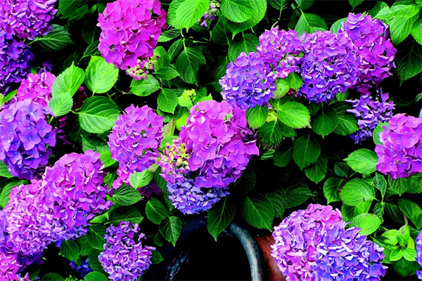 2个花瓣的花(两瓣的花是什么花)