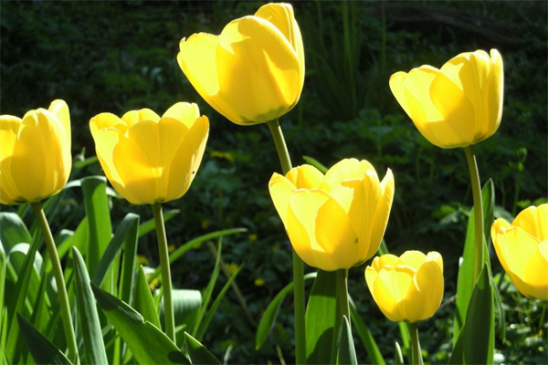 长春花卉绿植市场(长春最大的花卉市场在什么地方)