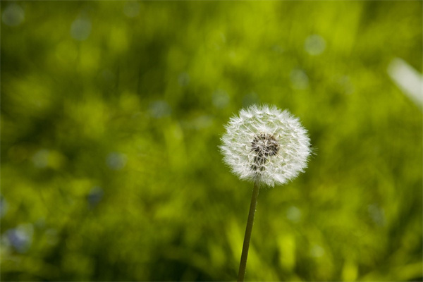 大吉盆栽花卉(大吉盆栽花卉图片大全)