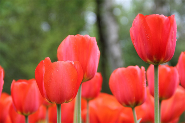 五月的代表花是什么花(五月的代表花是什么花名)