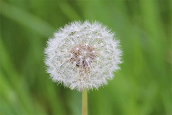 盆栽花有虫子怎么办(盆栽花有虫子怎么办呢)