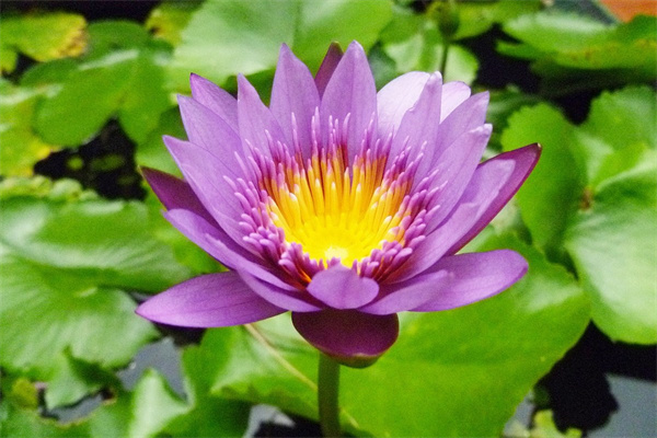 微型月季花苗盆栽(微型月季小苗如何养壮)