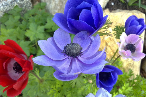 花盆栽绿植(花盆栽绿植步骤)