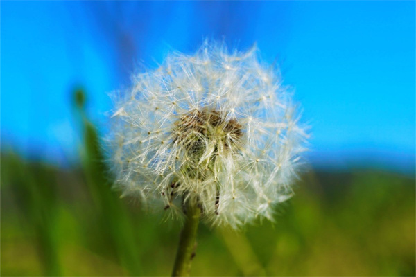 玫瑰花语的寓意是什么(送玫瑰花的含义和数量)