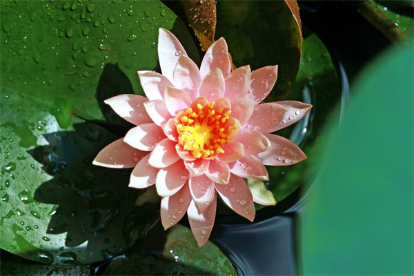 福州绿植批发市场在哪里(福州哪里卖盆栽花卉)