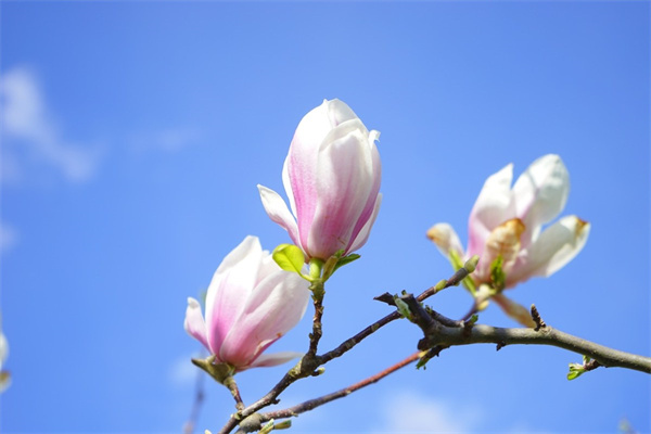 哈尔滨绿植盆景批发大市场(哈尔滨哪里卖绿植物盆栽便宜)