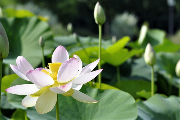 广州花卉批发基地盆栽(广州花卉批发基地盆栽地址)