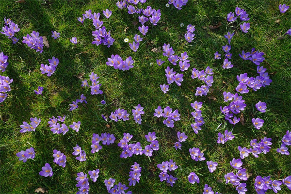 石家庄绿植花卉批发(绿植花卉种植批发基地)