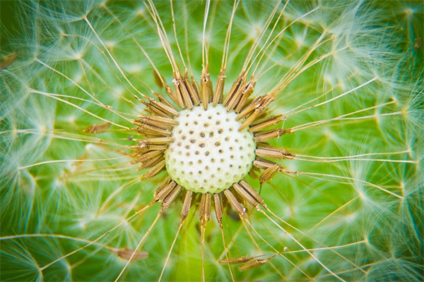 辣椒花盆栽(辣椒花盆栽种植开花)