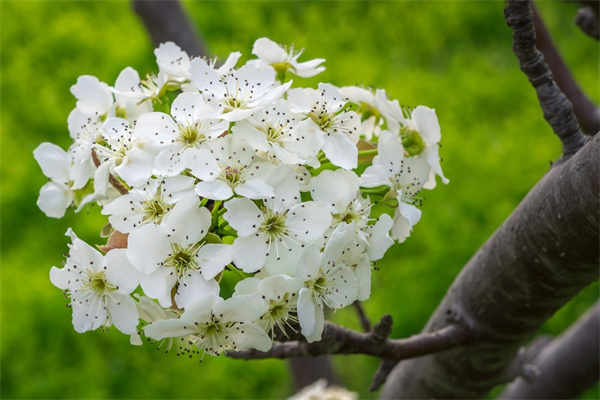 盆栽花卉市场分析(盆栽花卉市场分析怎么写)
