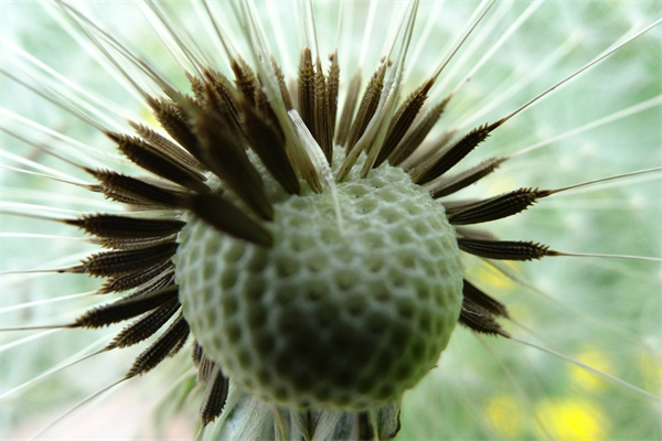 绿植盆栽哪里买(绿植盆栽哪里买好)
