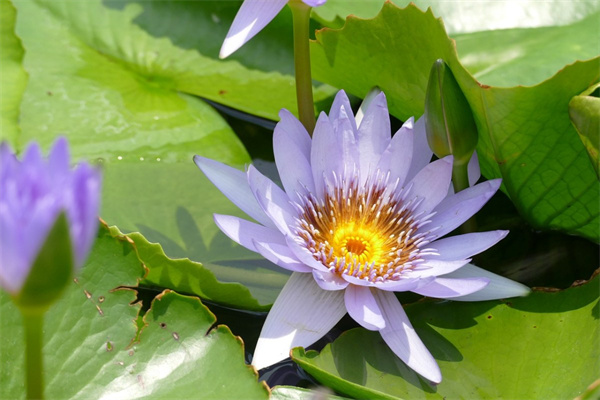 花卉盆栽竹(花盆种植竹子)