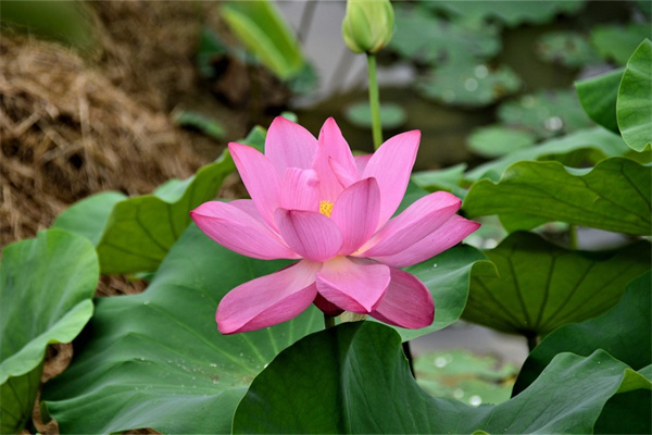 最珍贵的兰花品种排名(世界上最贵的兰花20亿)