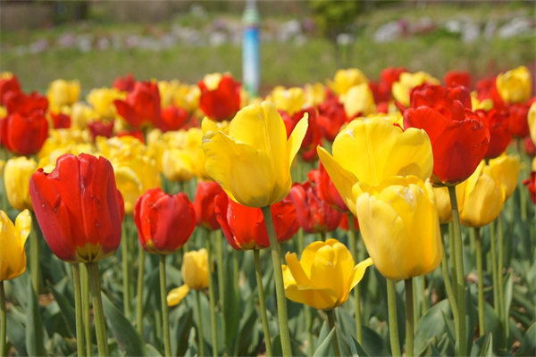 盆栽花用什么土最好(种盆栽花用什么土好呢)