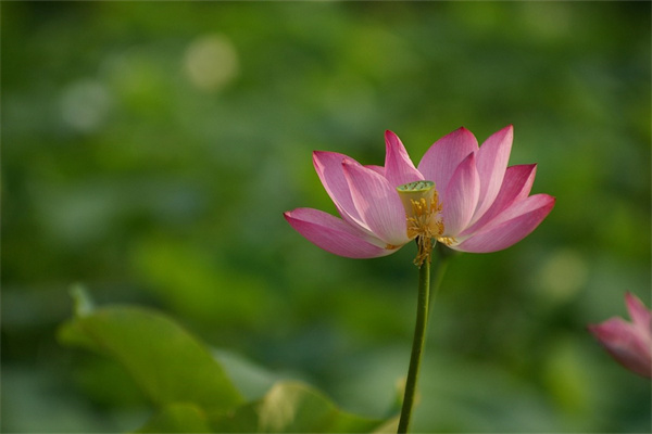 室内适应什么植物盆景(室内适应什么植物盆景好养)
