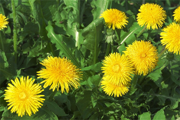 花卉绿植区(花卉绿植图片及名称)