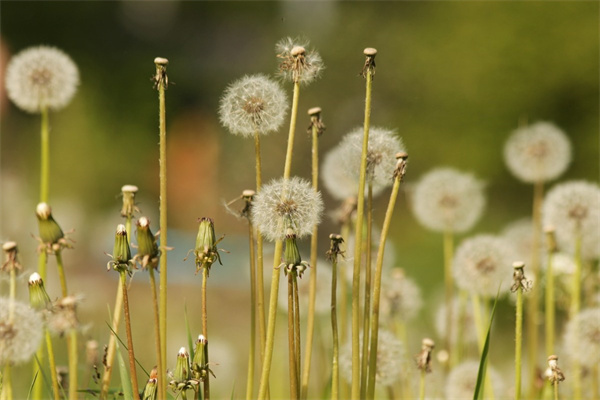 室内可以大量种的绿植植物(室内可以大量种的绿植植物图片)