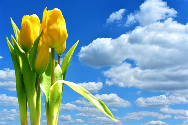 桂花能室内盆栽吗(桂花能室内盆栽吗视频)