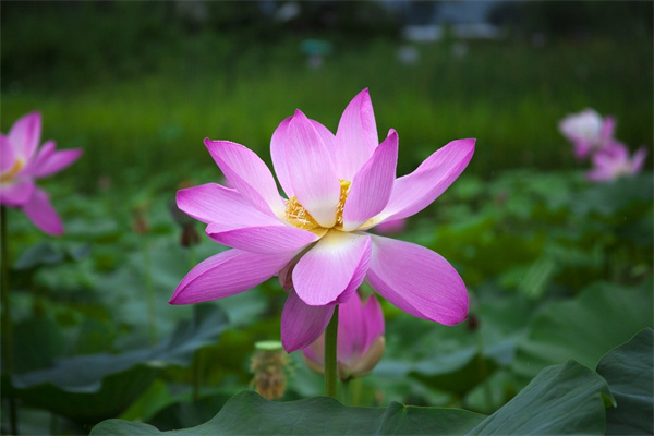 哈尔滨植物花卉地址(哈尔滨绿植花卉市场)