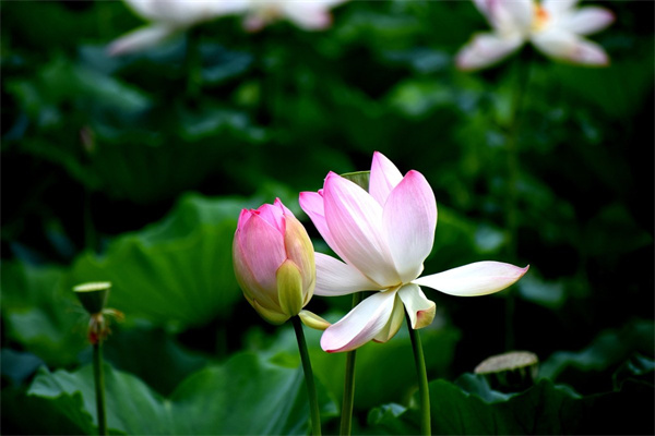 周边绿植花卉市场(周边绿植花卉市场有哪些)
