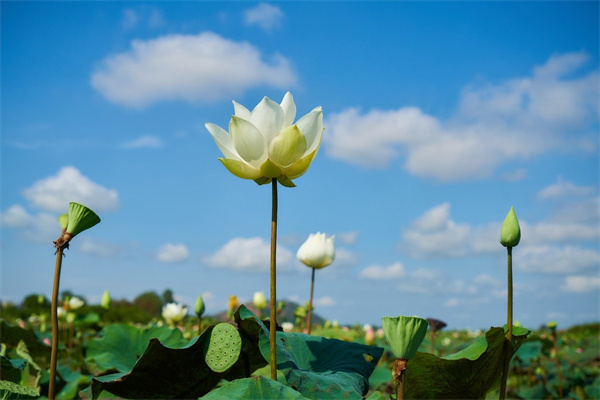 怎样水培植物(怎么水培绿植)