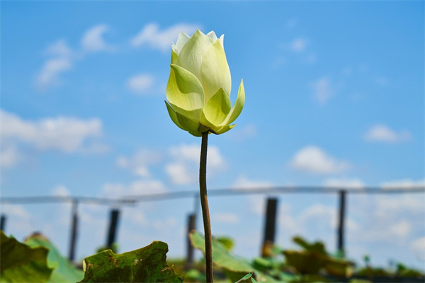 芦荟盆栽适合在室外还是室内(芦荟盆栽适合在室外还是室内种植)