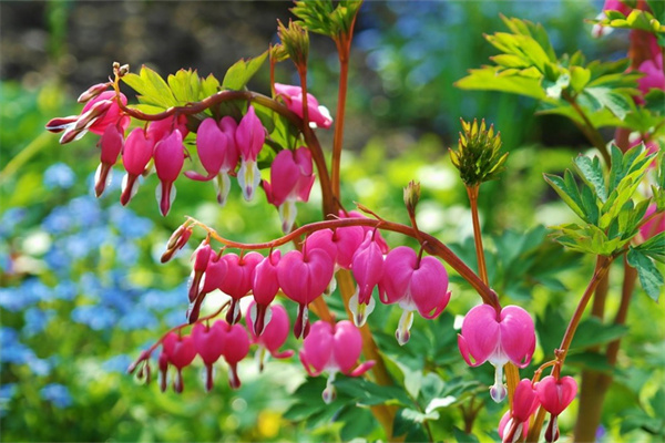 办公室绿植花(办公室绿植花卉租赁)