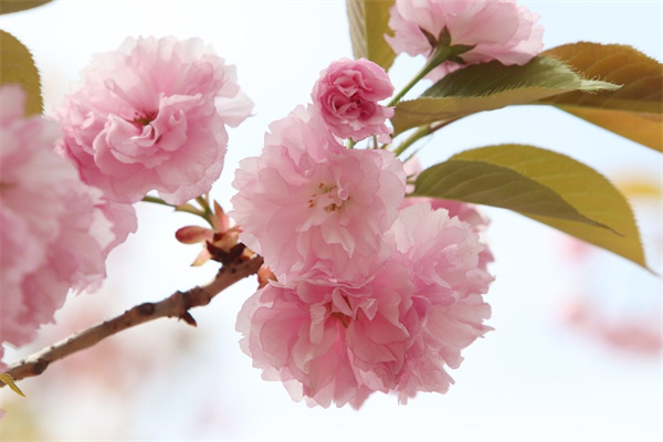 南京室内绿植花卉租赁
