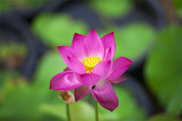 什么植物对肺部最好(什么绿植对肺好)