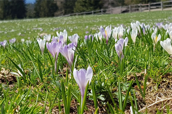 岳阳花卉绿植批发(岳阳花卉绿植批发市场在哪)