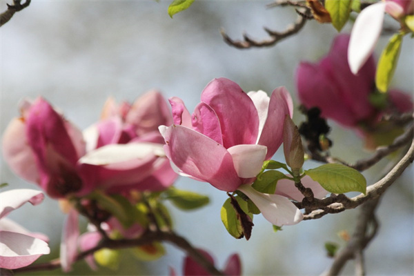 东莞花卉绿植批发市场(东莞花卉市场批发市场价格)