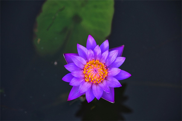 枫树红盆栽(红枫树苗的花盆种植)