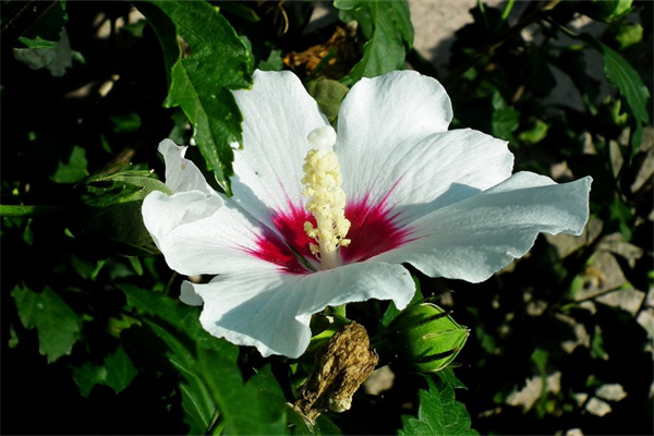 重庆花卉绿植市场(重庆花卉市场有哪些地方)