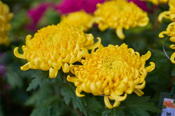 阜阳鲜花(阜阳鲜花店订花)