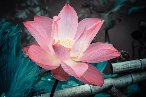 适合送老婆的花(送老婆的花什么样子的比较好)