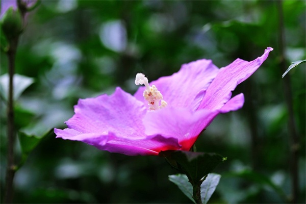 北京花卉绿植批发市场(北京花卉绿植批发市场哪家好)