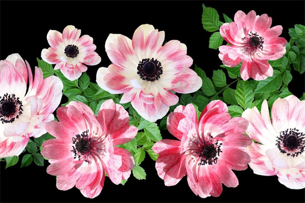 仙人掌花的花语(仙人掌花的花语是什么)