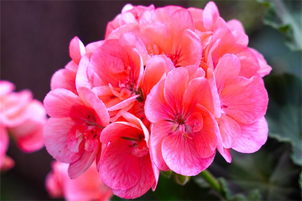绿植鲜花租摆(绿植鲜花租摆图片大全)