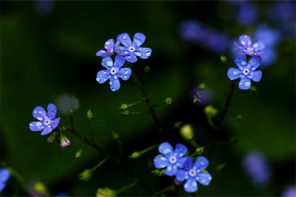 木本盆栽花卉(木本盆栽花卉种,哪几种花比较香)