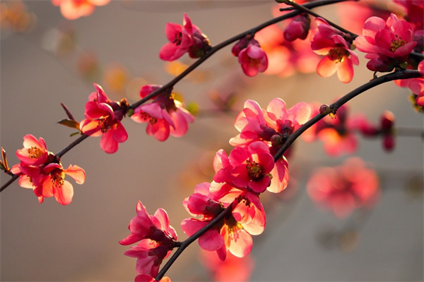长沙花卉绿植盆栽(长沙绿植花卉市场)
